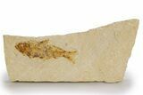 Detailed Fossil Fish (Knightia) - Wyoming #318623-1